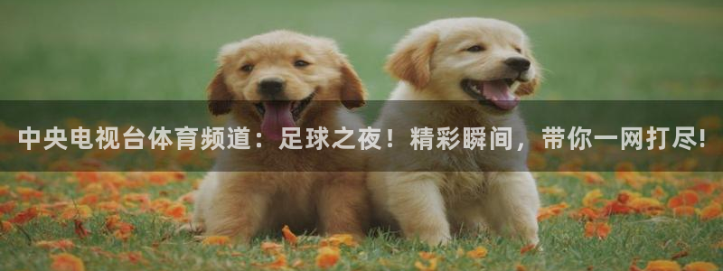 黑白nba直播在线观看免费：中央电视台体育频道：足球之夜！精彩瞬间，带你一网打尽!